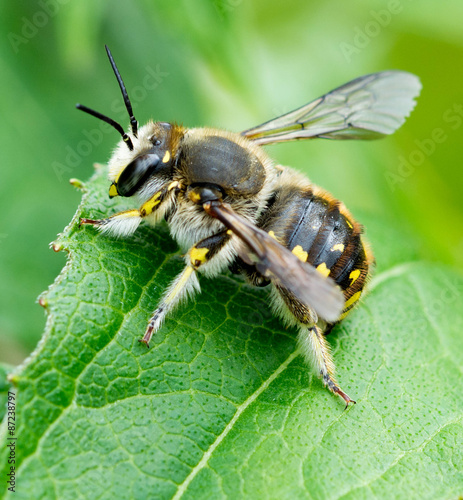 Leaf Cutter Bee. © wilmamichel
