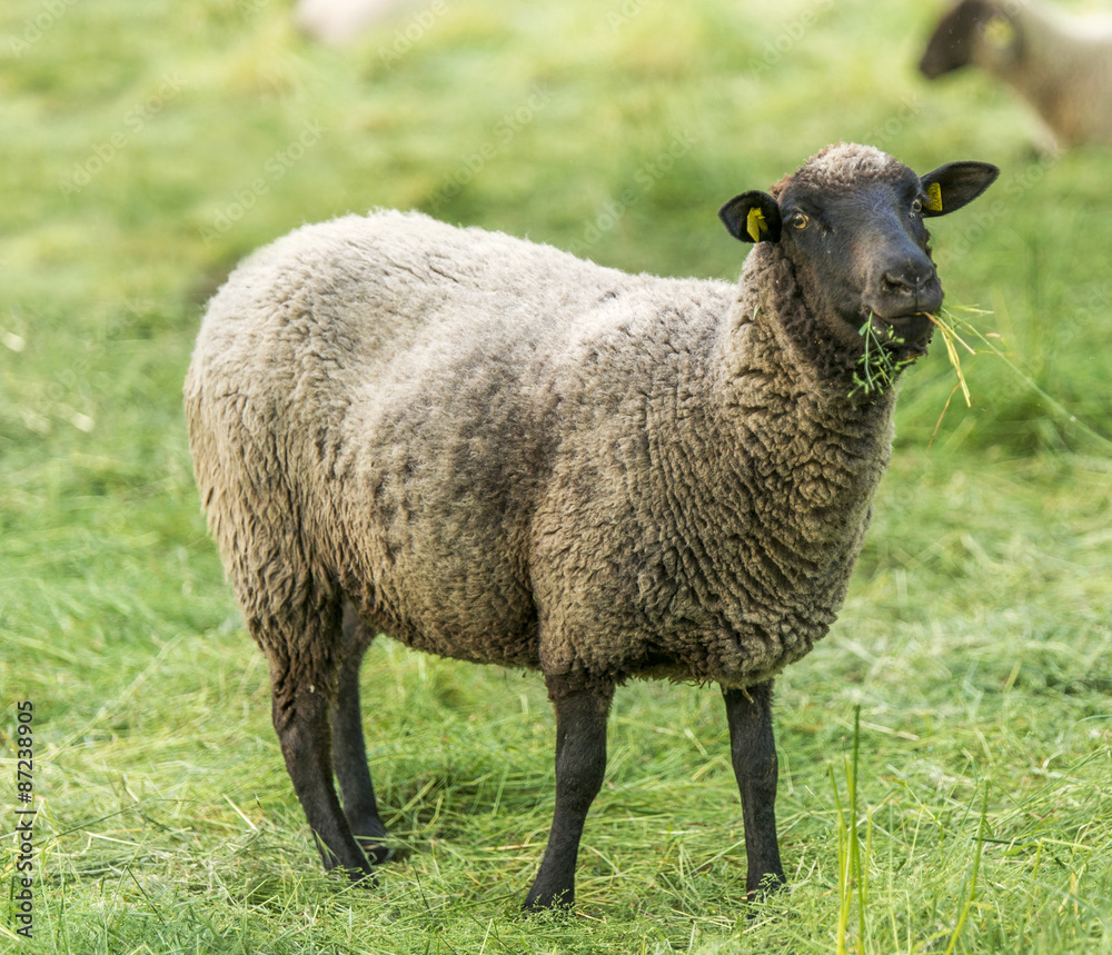 Naklejka premium Schafe auf der Weide