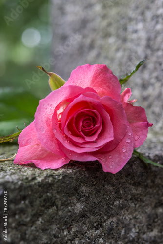 Rose mit Grabstein, Abschied