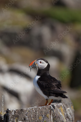A puffin with a mouthful of fish © Chee Seong