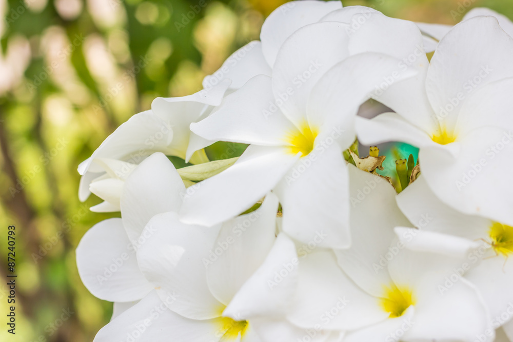 Naklejka premium purity of white Plumeria or Frangipani flowers. blossom of tropical tree