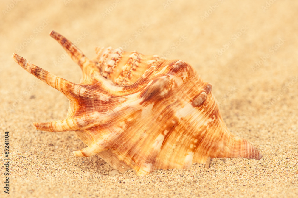 Shell in the sand Shell in the sand