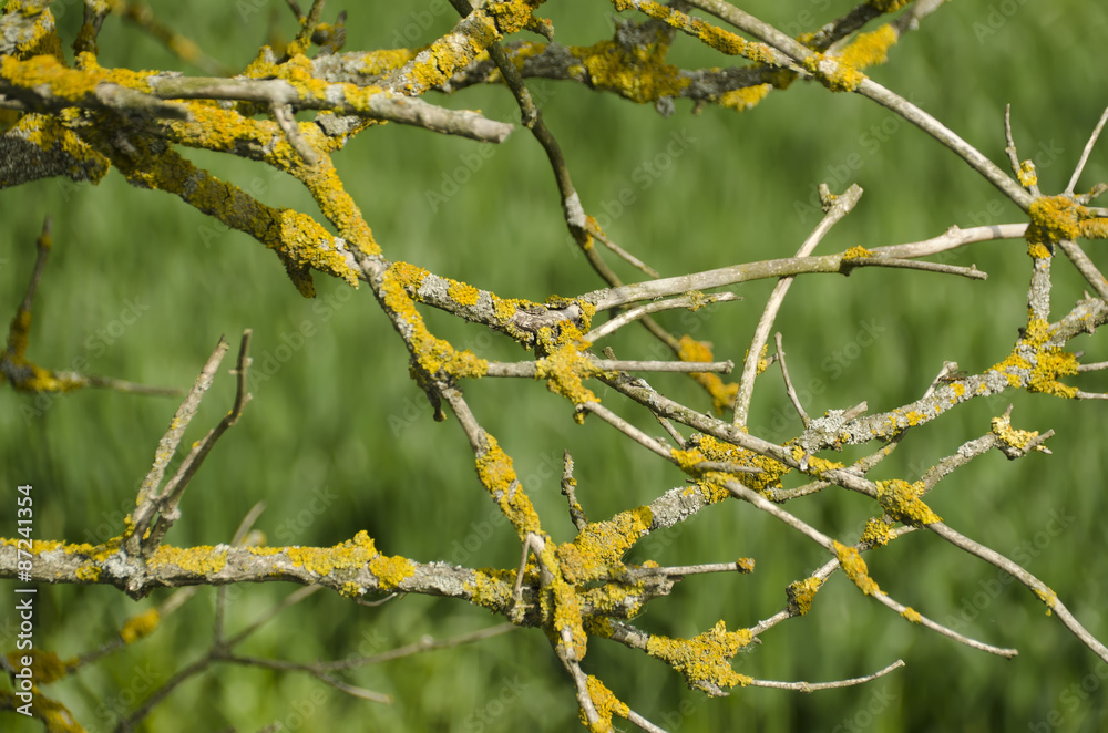 yellow fungal fungus on the branches of the elderberry yellow fungal fungus on the branches of the elderberry