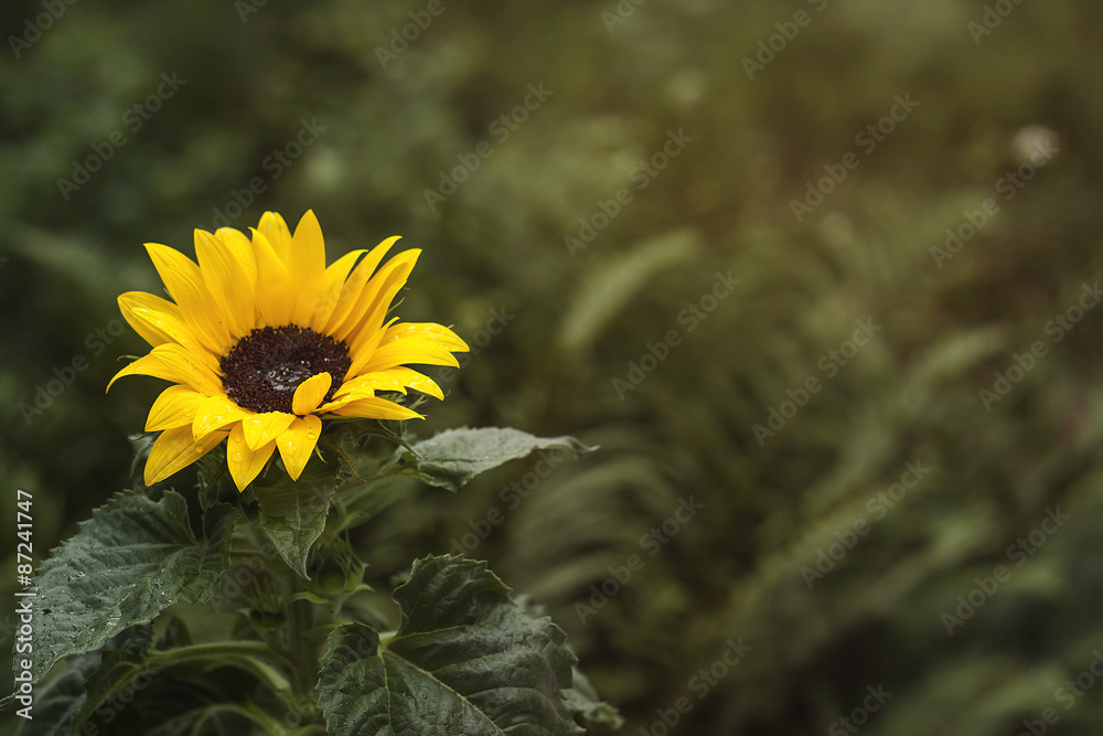 sunflower sunflower