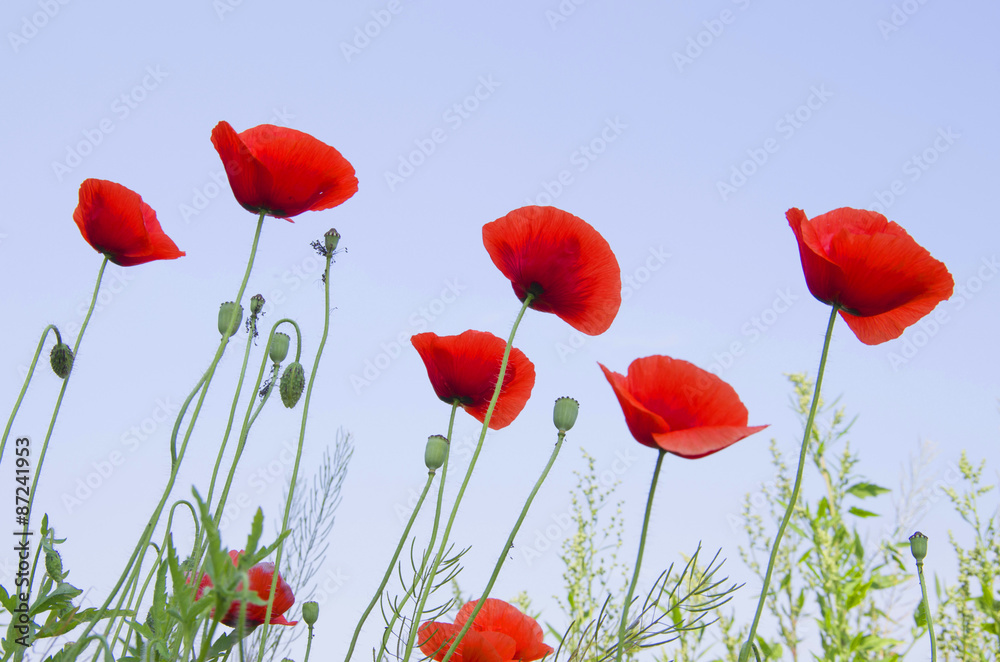 Fototapeta premium Red poppy