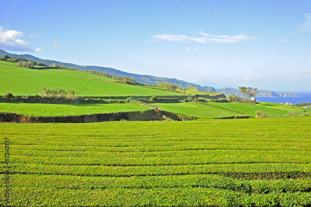 Tea plantation, Azore Islands