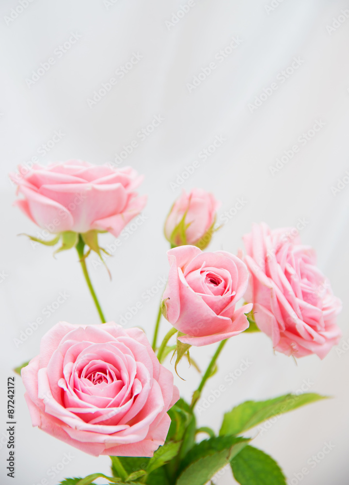 Pink roses