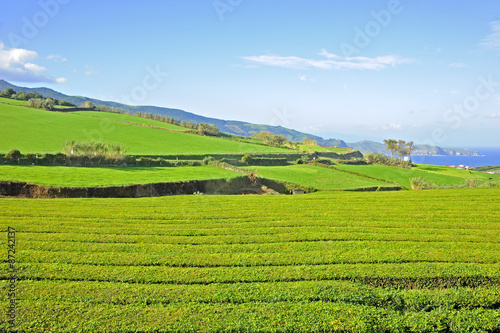 Tea plantation  Azore Islands