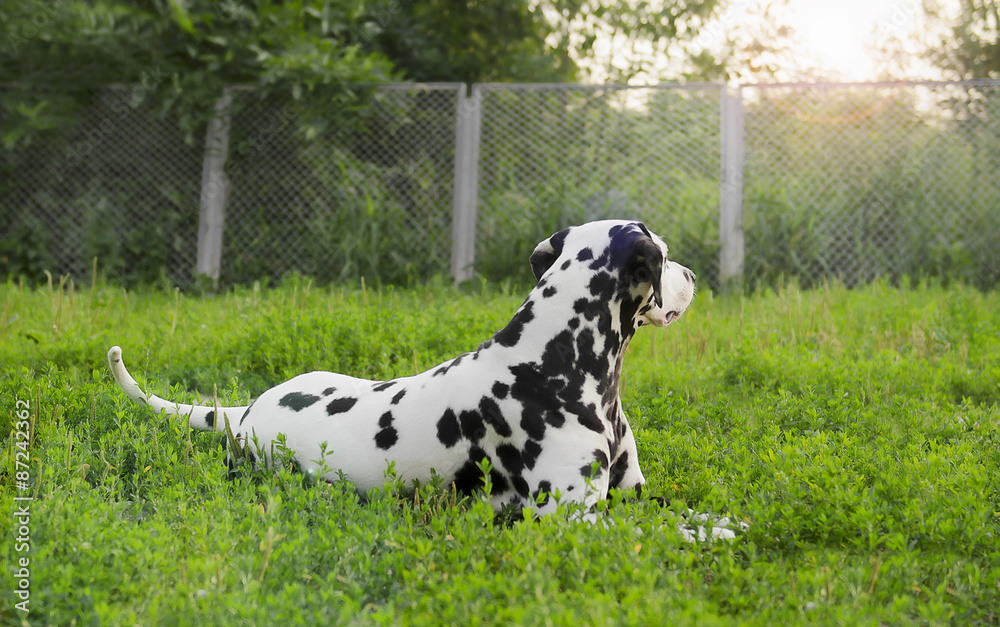 Dalmatian dog lying on green grass Dalmatian dog lying on green grass