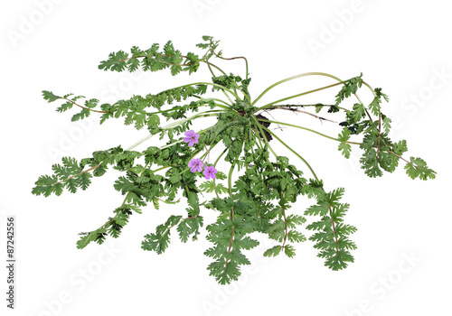 Pink Wild Geranium Plant