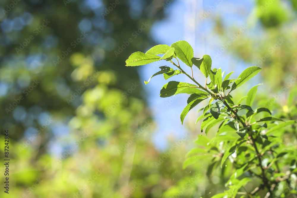 Obraz premium nature background
