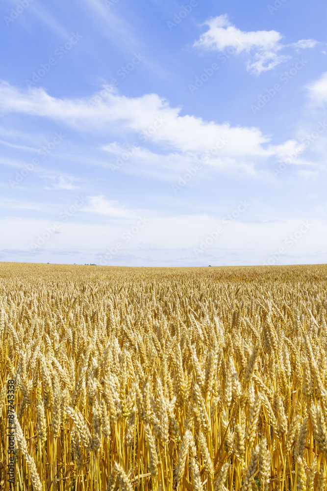 麦畑　日本　北海道　Wheat field in Hokkaido Japan