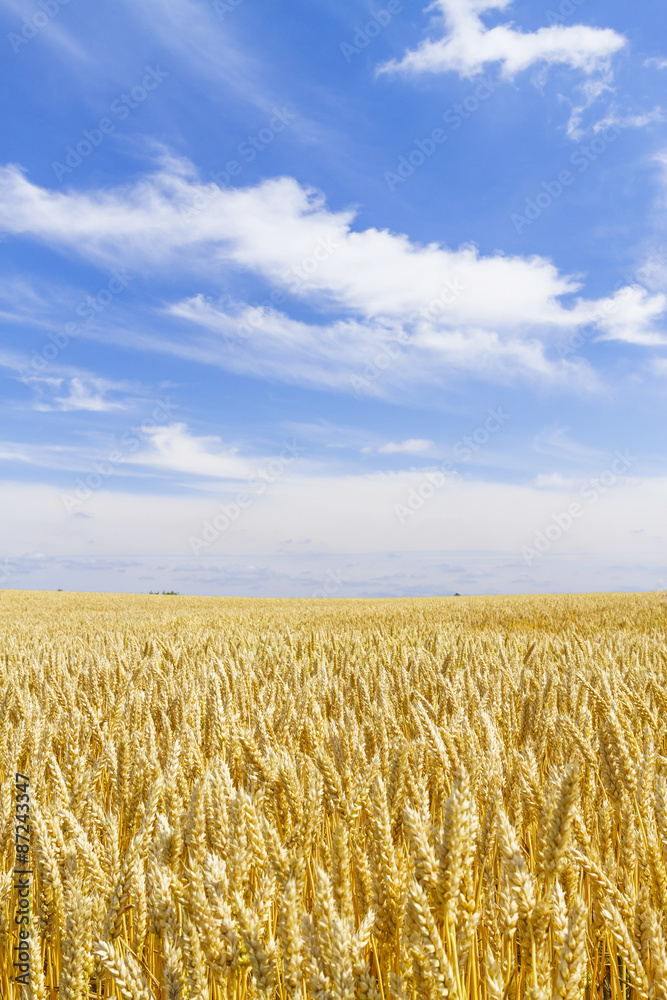 麦畑　日本　北海道　Wheat field in Hokkaido Japan