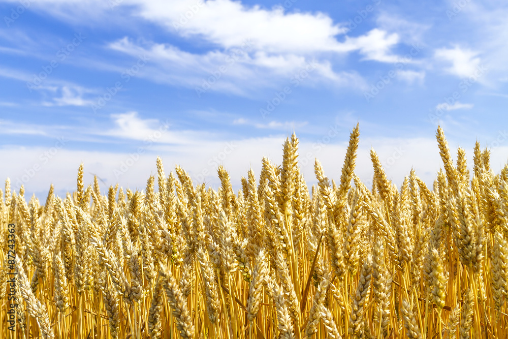 麦畑 日本 北海道 Wheat Field In Hokkaido Japan Stock 写真 Adobe Stock