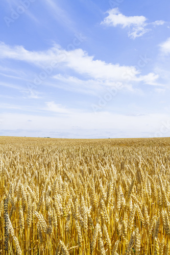                               Wheat field in Hokkaido Japan