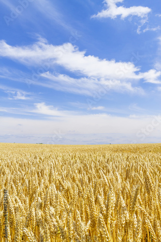                               Wheat field in Hokkaido Japan