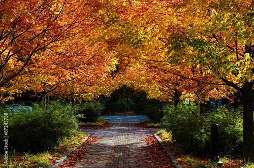 Alley under a colorful fall foliage
