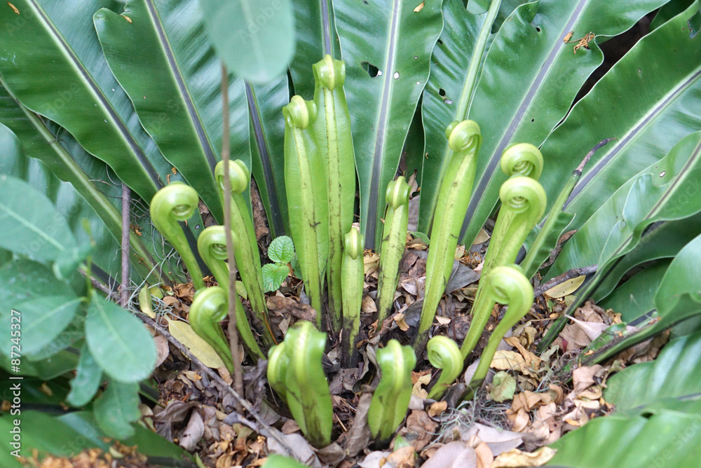 Obraz premium Asplenium nidus new leaves
