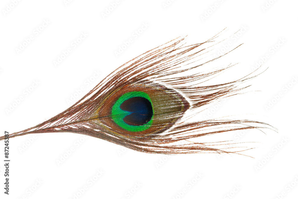 Obraz premium Peacock feathers on white background