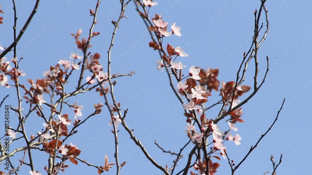 Blutpflaume im Frühling, prunus cerasifera, Hintergrund himmel blau Blutpflaume im Frühling, prunus cerasifera, Hintergrund himmel blau