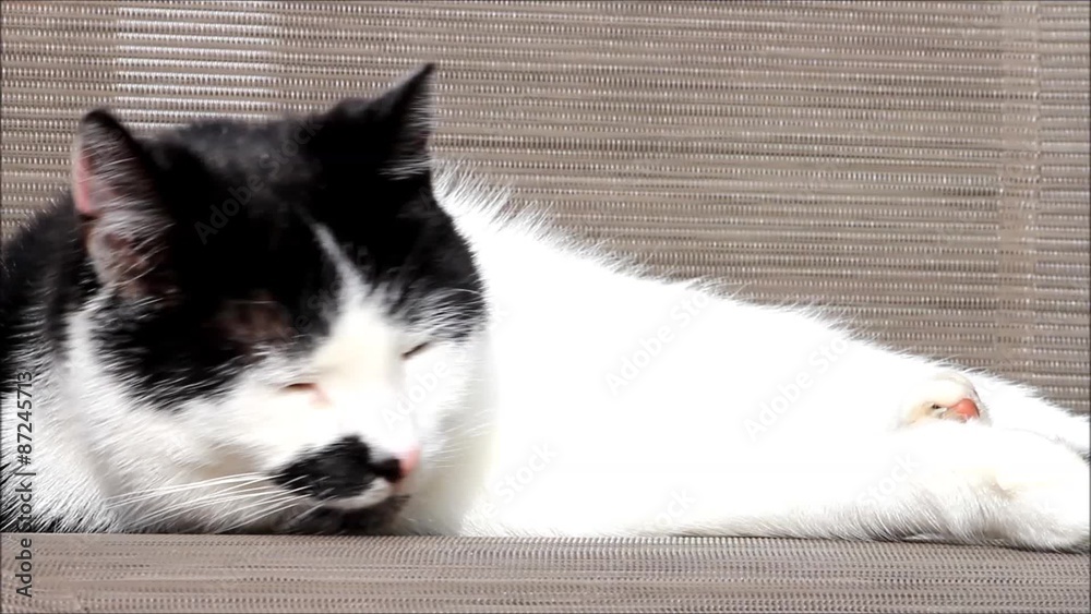 Katze liegend, schwarz weiß, Nahaufnahme
