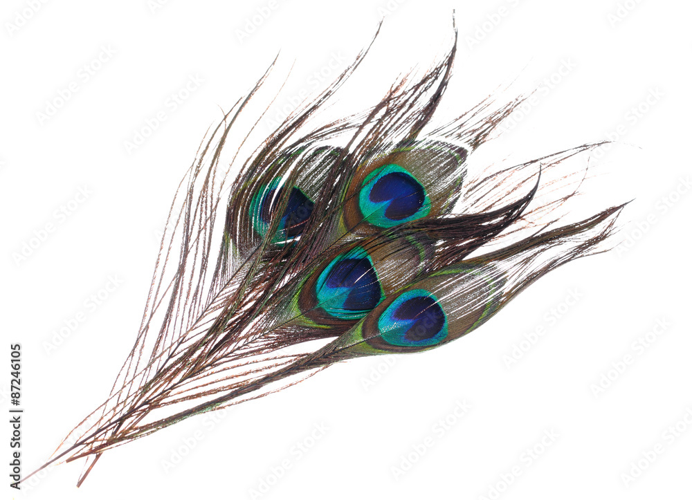 Obraz premium Peacock feathers on white background