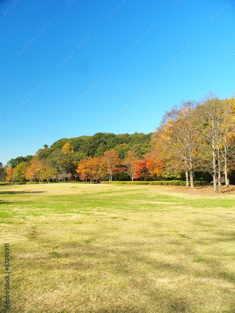 秋の草原と林風景 秋の草原と林風景