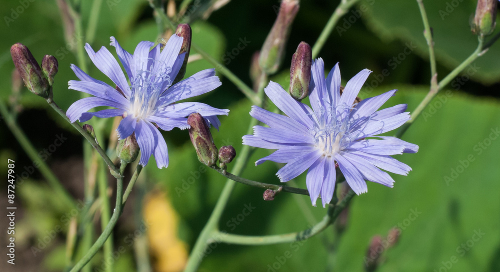 Blue wildflower Blue wildflower