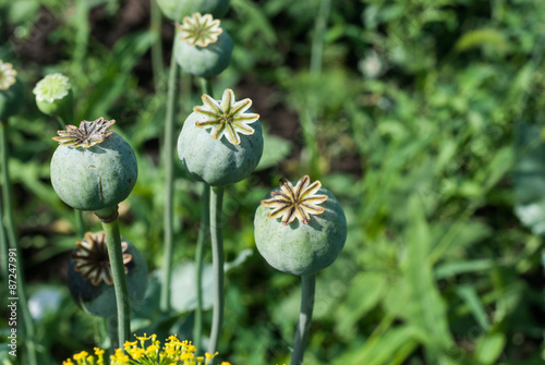 poppy capsule on the stem