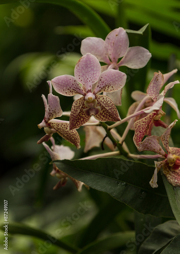 Pink spotted Aranda orchid, Aranda omyai, blooms in a greenhouse in spring photo