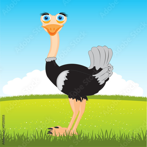 Ostrich on glade