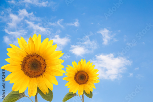 flower sunflower petals isolated white background for design