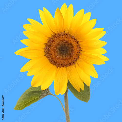 sunflower flower