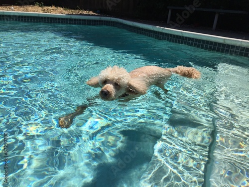 swimming dog part one