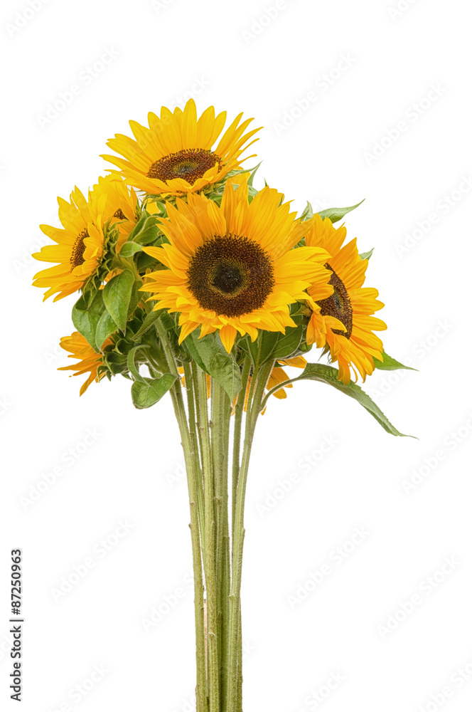 Naklejka premium Three sunflower on white background