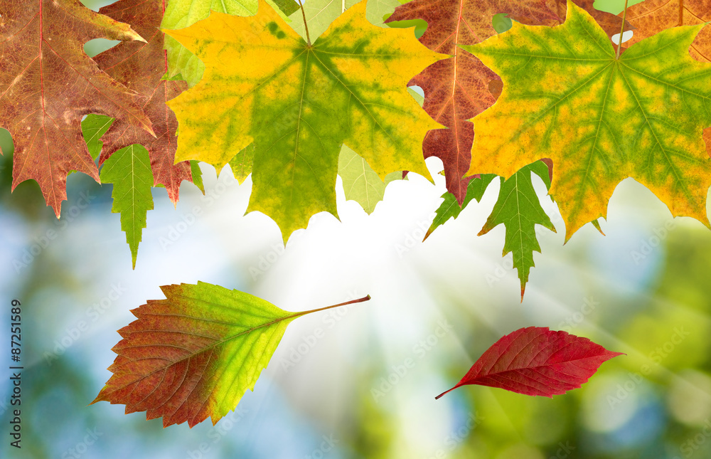 Obraz premium autumn leaves