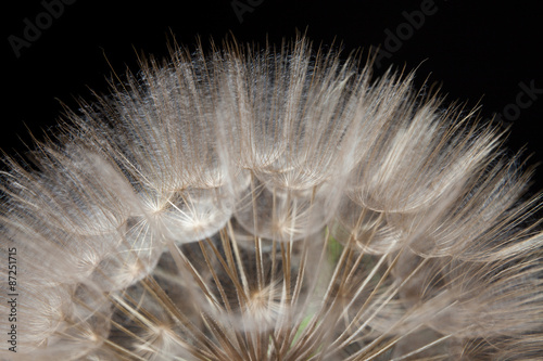Fototapeta Naklejka Na Ścianę i Meble -  Macro di un soffione gigante. Foto in studio con luce di sfondo verde