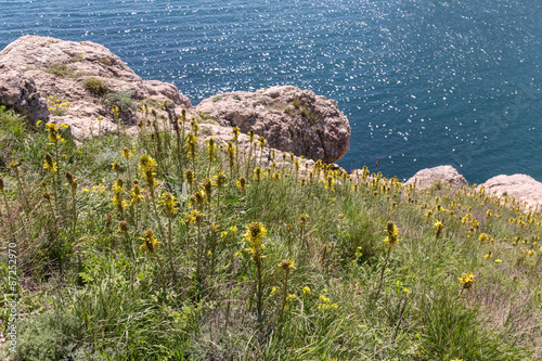 yellow flowers in spring