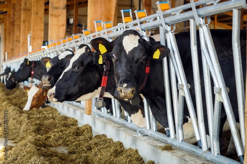 Milcherzeugung, Kühe fressen Grassilage im modernen Kuhstall
