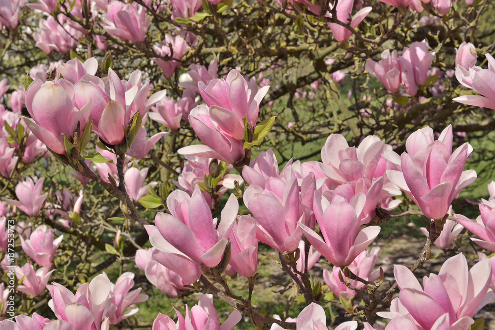 Pink flowers of magnolia Pink flowers of magnolia