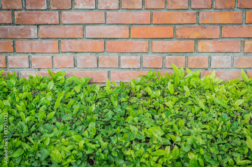Old brick wall with bush © limbophoto