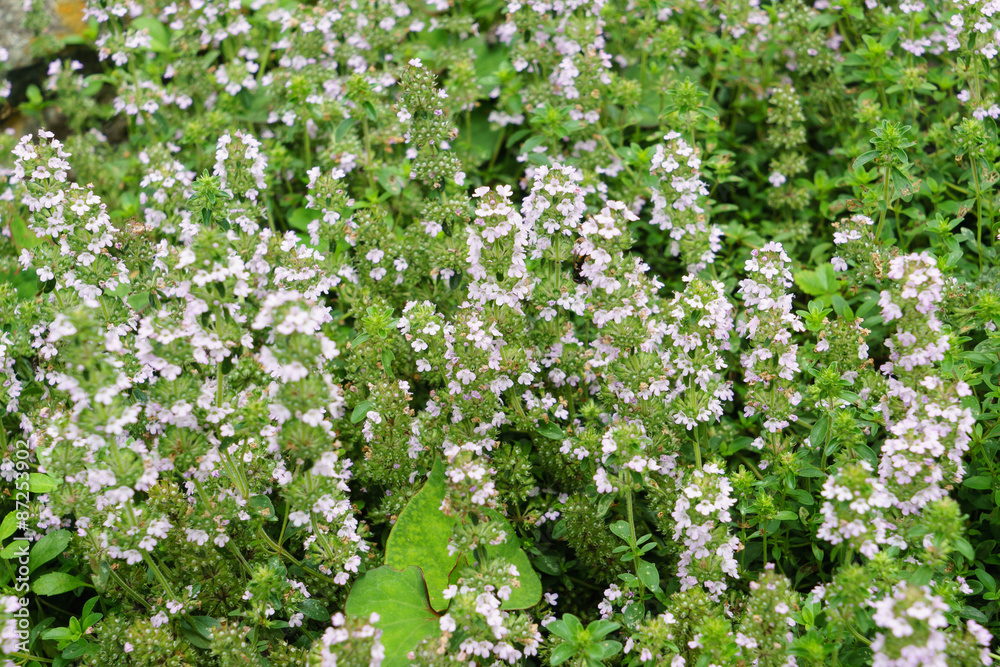 Common Thyme