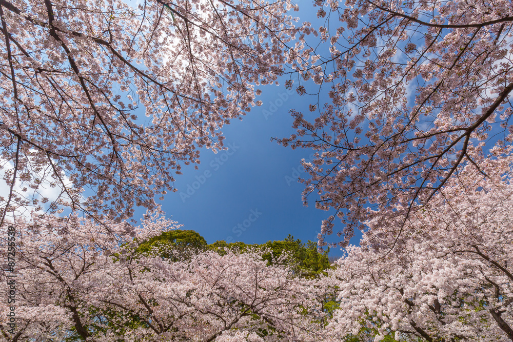 上野公園の桜並木 上野公園の桜並木