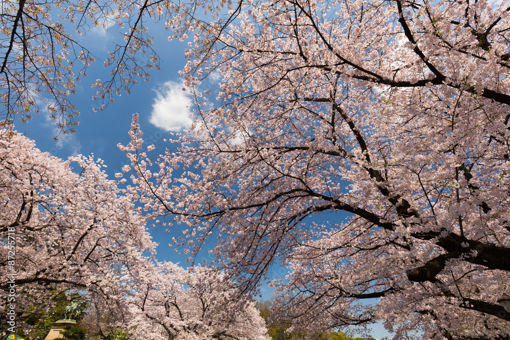 上野公園の桜並木　