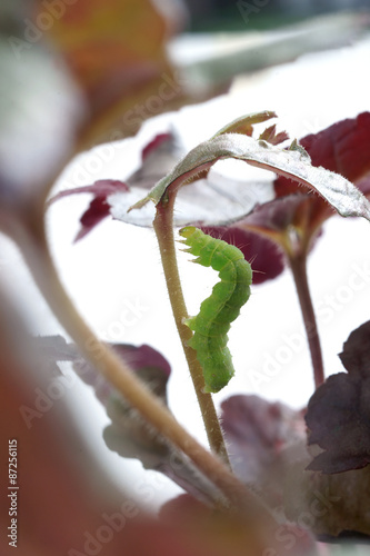 Autographa gamma - błyszczka jarzynówka - on Heuchera