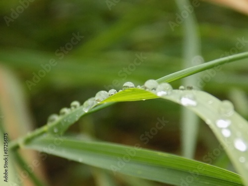 Rain drops on grass blade © majo1122331