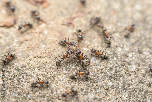Swarm Of Ants Fights For Food © radub85