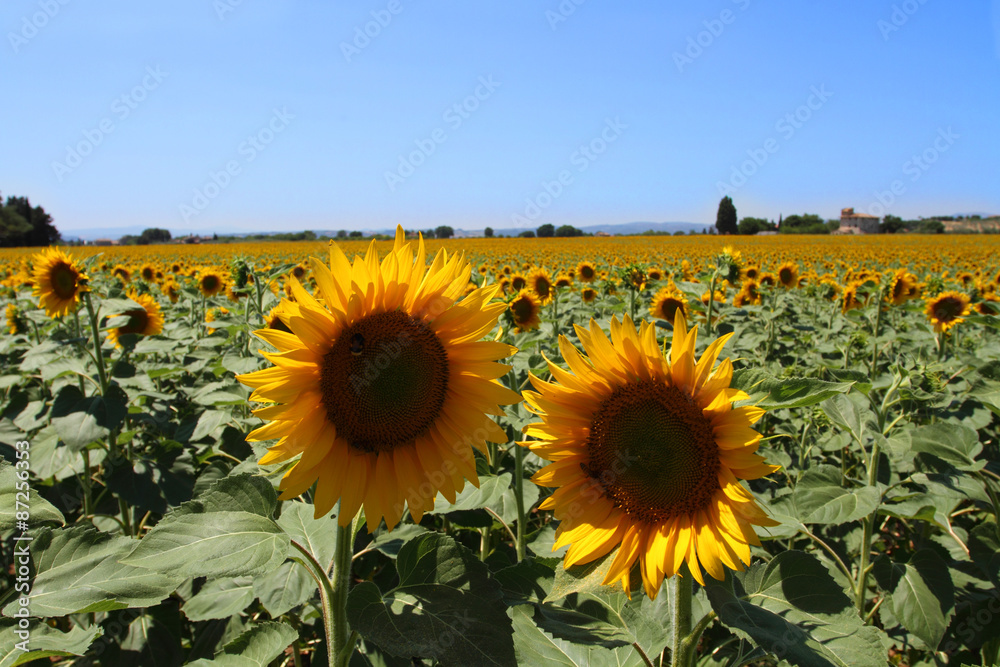 Fototapeta premium sunflowers