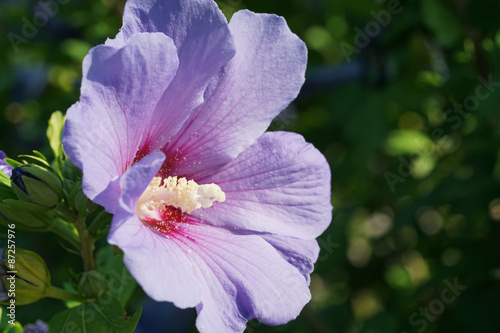 Hibiskus