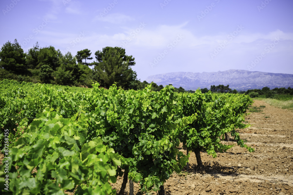 vineyard in Provence, France 